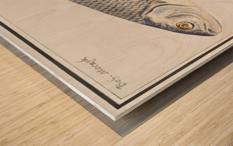 Silver bream in vintage style Wood print