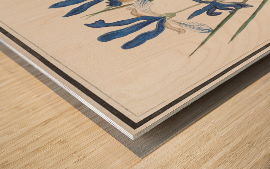 Blue iris in vintage style Wood print