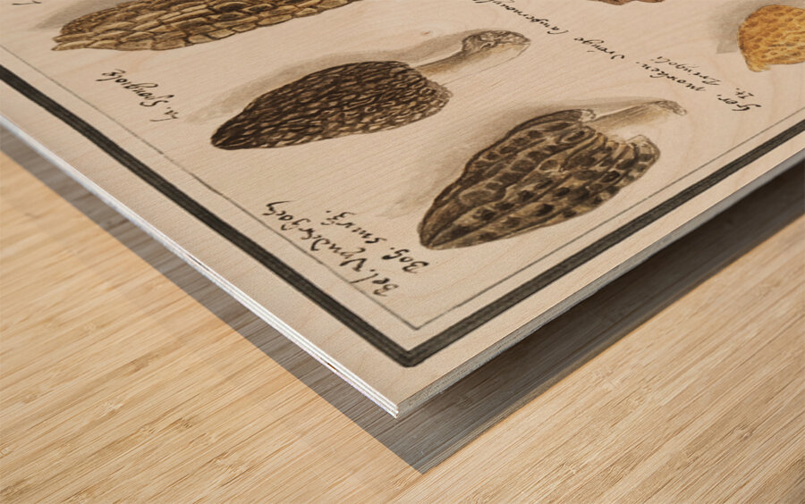 Mushrooms in vintage style Wood print