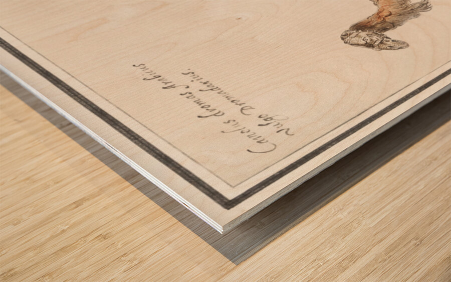 Dromedary in vintage style Wood print