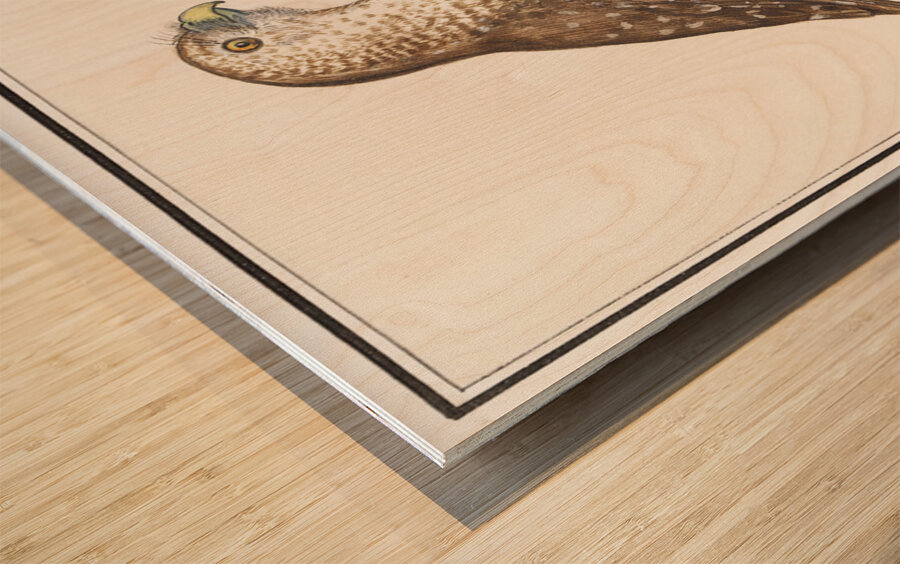 Short toed eagle in vintage style Wood print