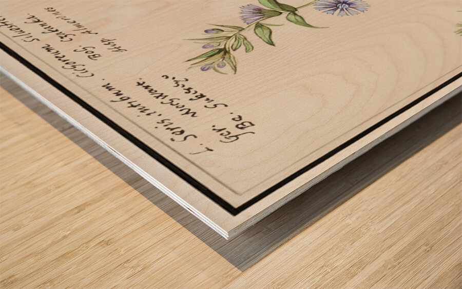 Chicory in vintage style Wood print