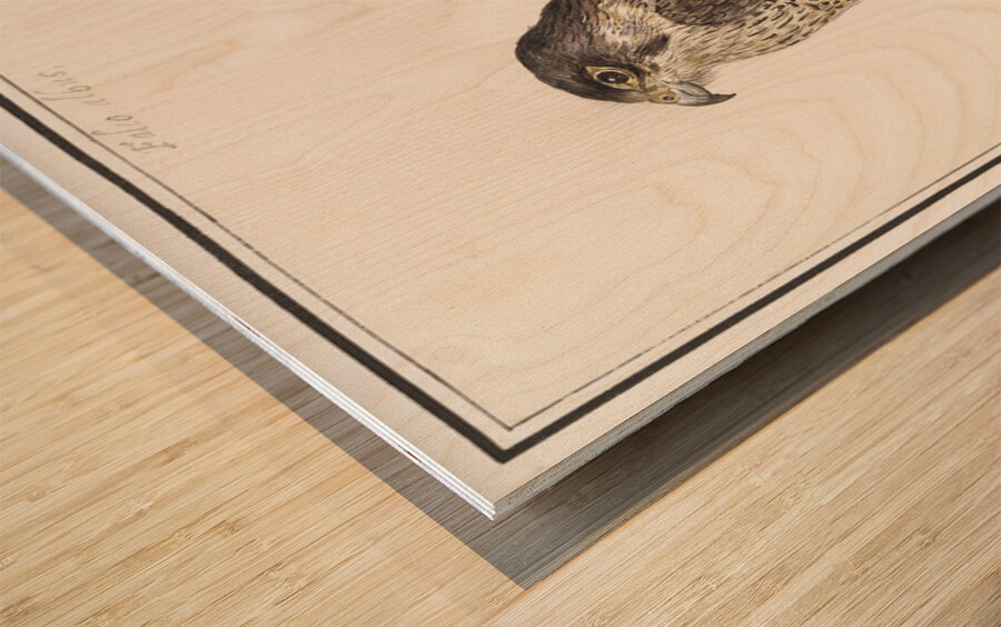Peregrine falcon in vintage style Wood print