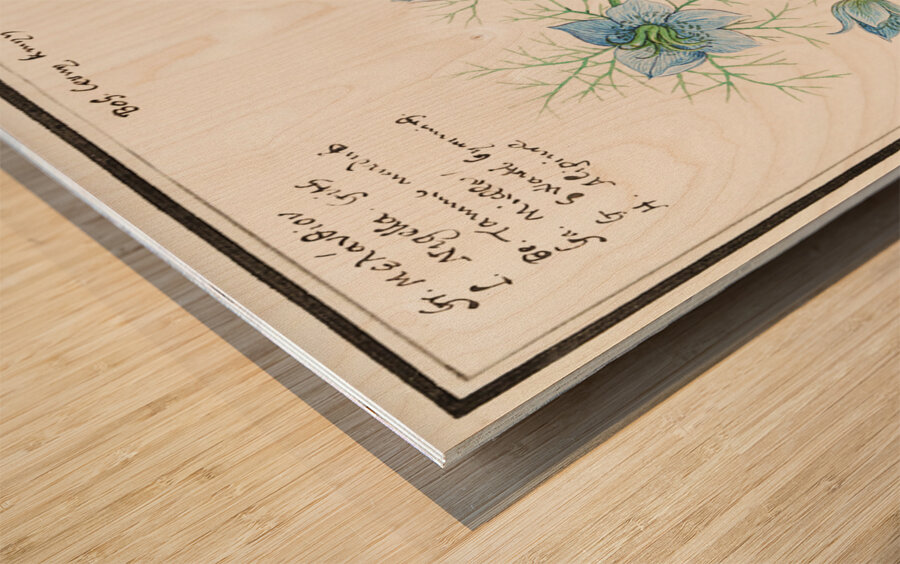 Love-in-a-mist flower Wood print