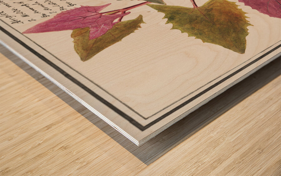 Garden orache in vintage stylered orache Wood print