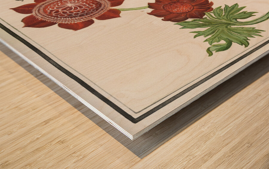 Anemone flower in vintage style Wood print