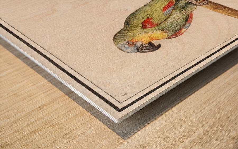 Parrots in vintage style Wood print