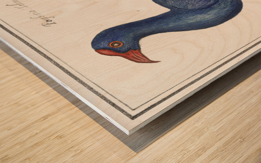 Swamphen in vintage style Wood print