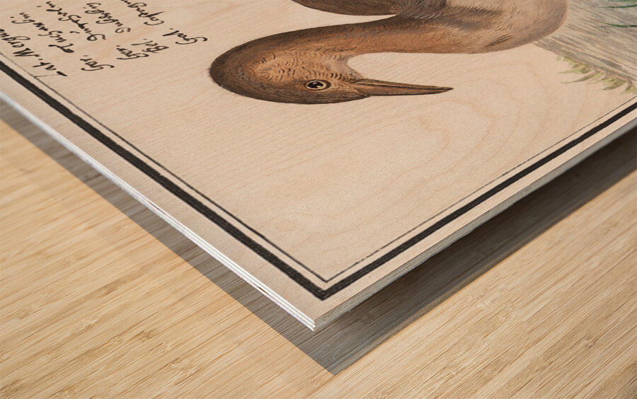 Little grebe in vintage style Wood print