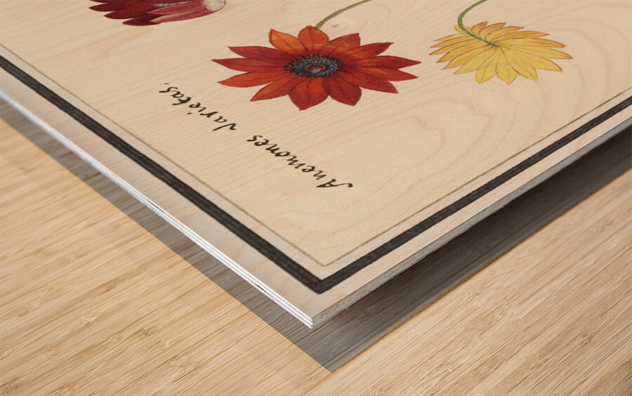 Anemone in vintage flower Wood print