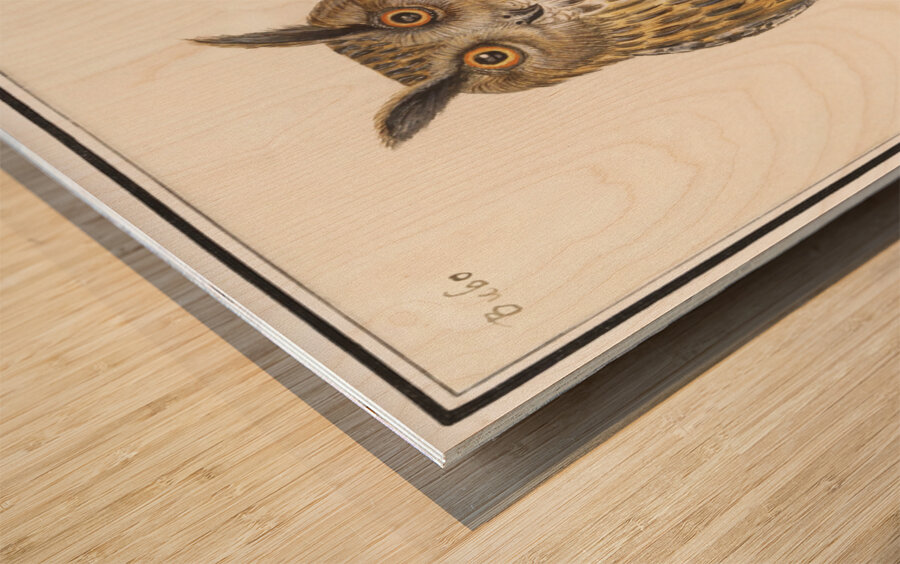 Long eared owl in vintage style Wood print