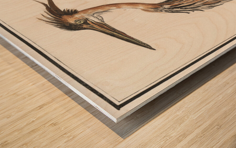 Purple heron in vintage style Wood print