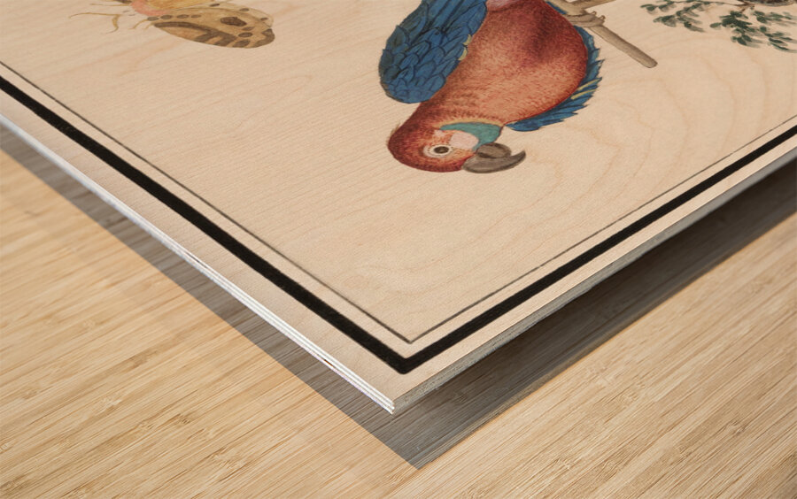 Blue and gold macaw in vintage style Wood print