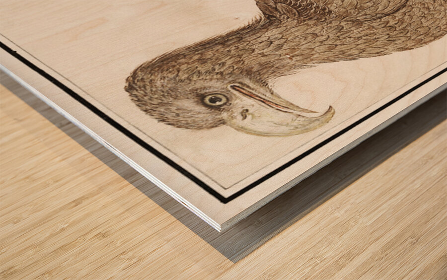 White-tailed eagle in vintage style Wood print