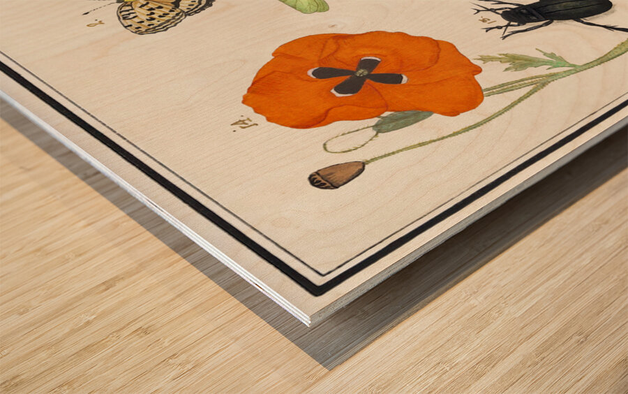 Wallcreeper in vintage style Wood print