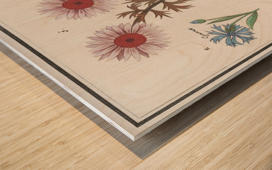 Bachelors button and morning glory Wood print