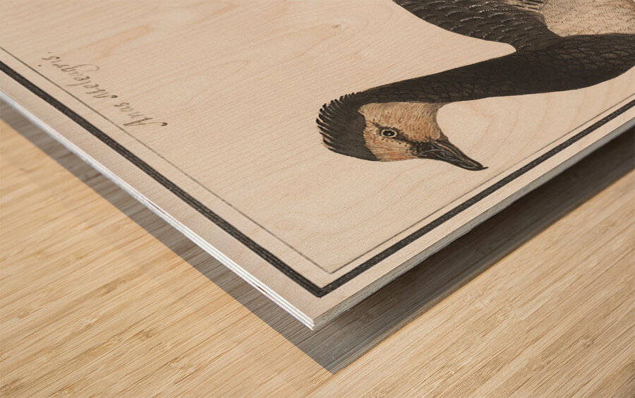 Domestic goose in vintage style Impression sur bois