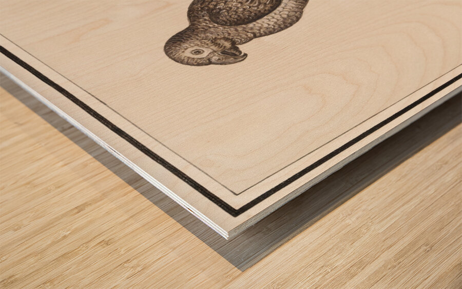 Parrot in vintage style Wood print