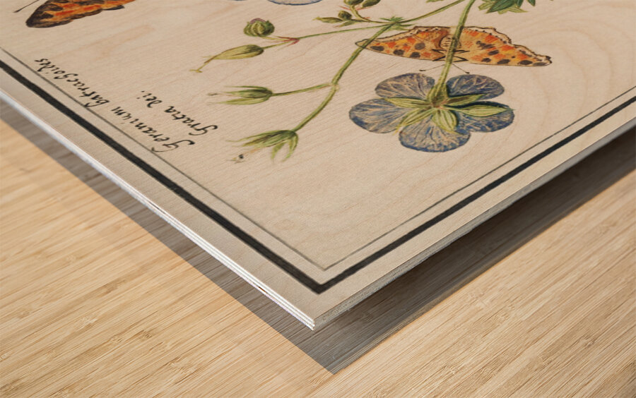 Storksbills and butterflies Wood print