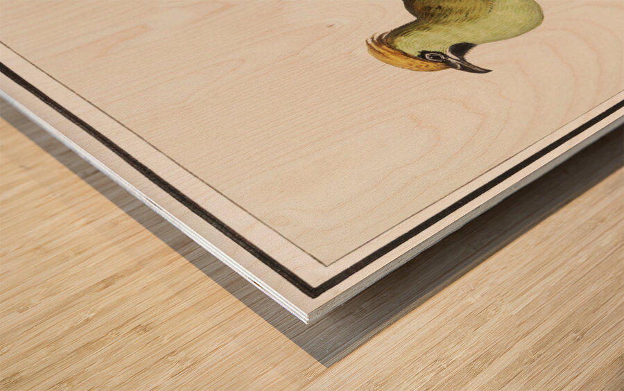 Bohemian waxwing in vintage style Wood print