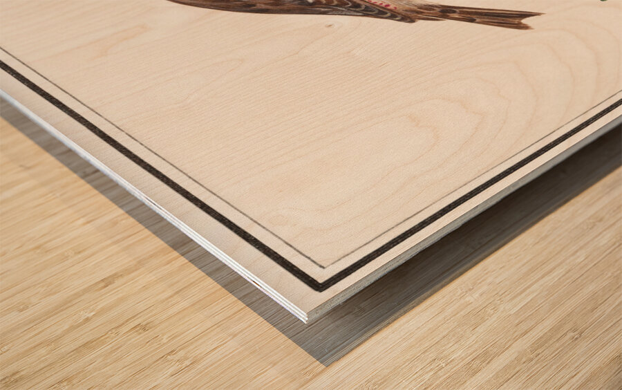 Redpoll in vintage style Wood print