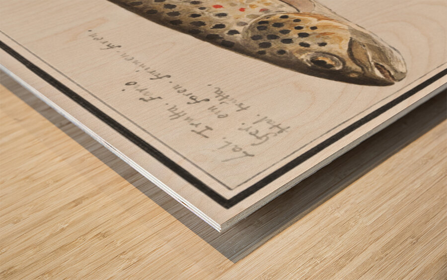 Trout in vintage style Wood print
