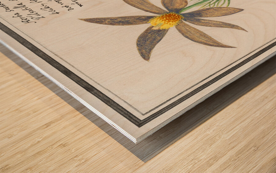 Pasque flower in vintage style Wood print