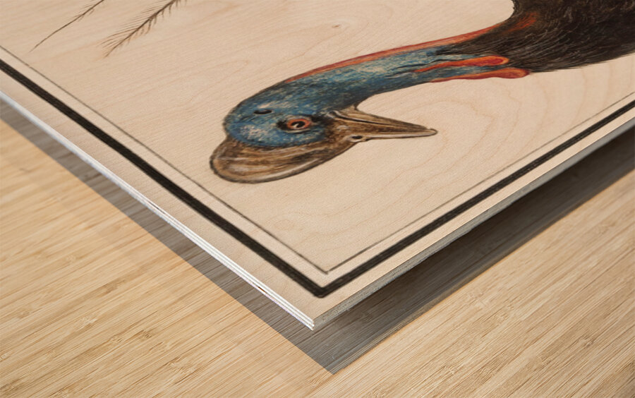 Cassowary vintage style Wood print