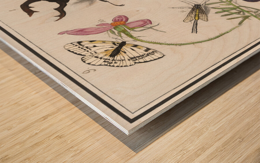 Nature ensemble in vintage style Wood print