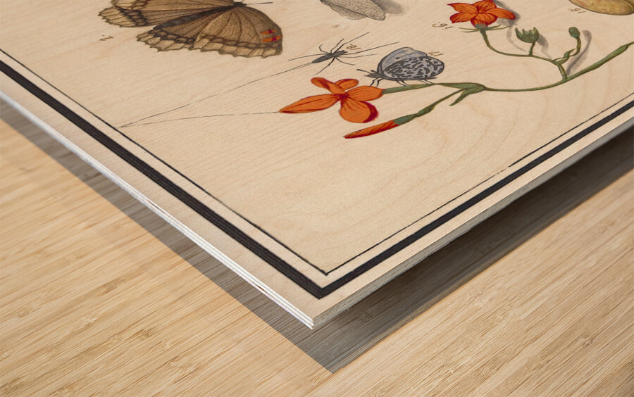 Nature ensemble in vintage style Impression sur bois