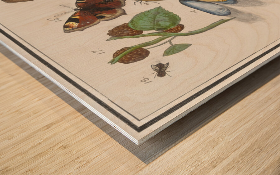 Nature ensemble in vintage style Wood print