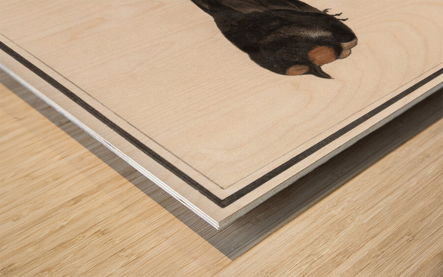 Barn swallow in vintage style Wood print