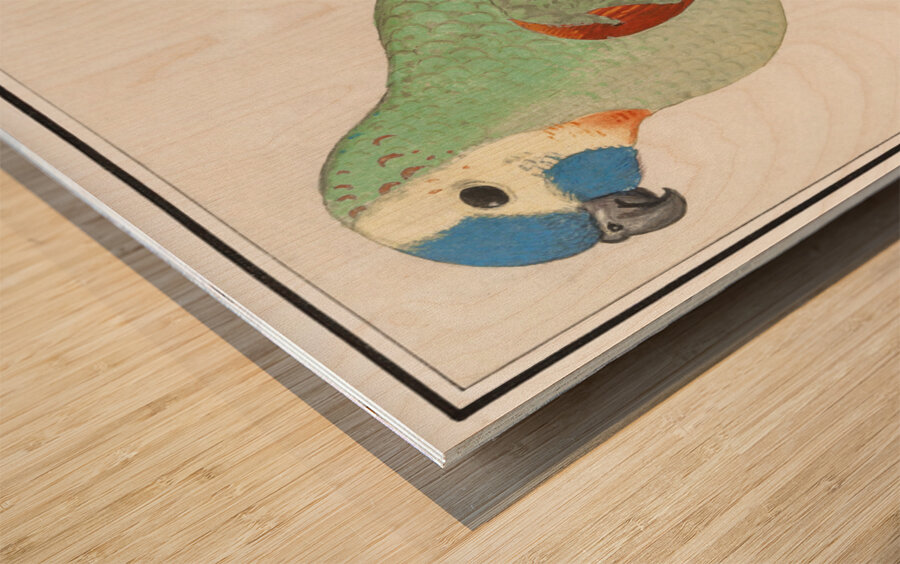 Turquoise-fronted amazon in vintage style Wood print