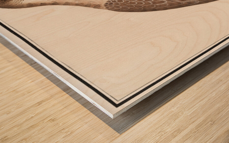 Saker falcon in vintage style Wood print