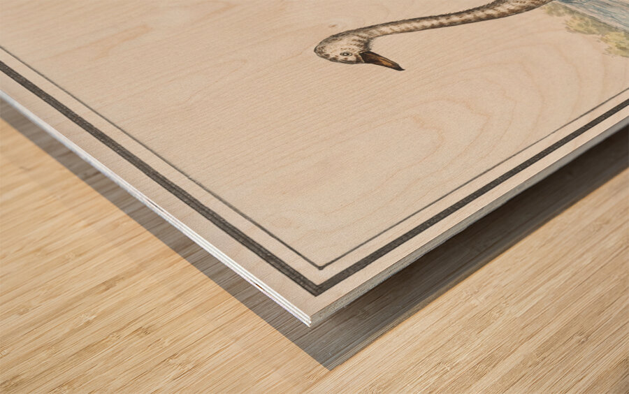 Swan in vintage style Wood print