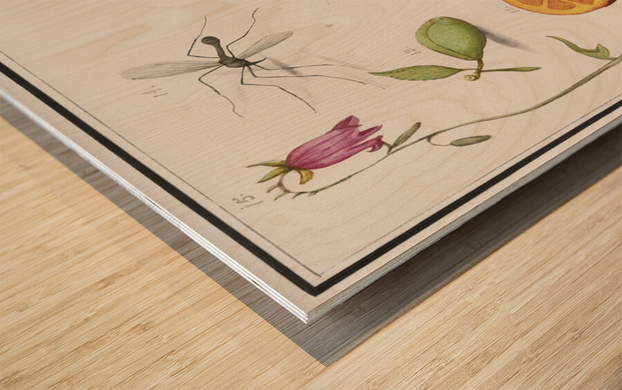 Grey parrot in vintage style Wood print