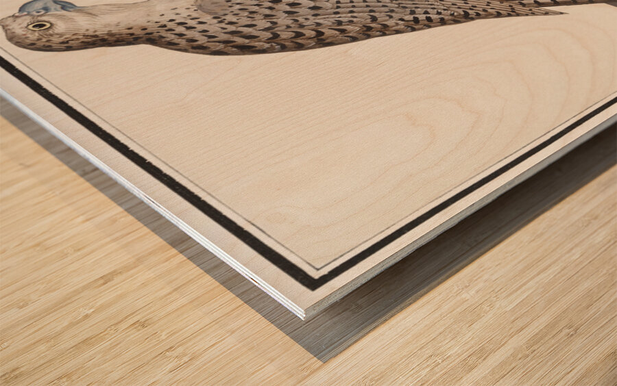 Gyrfalcon in vintage style Wood print