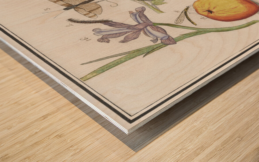 Nature ensemble in vintage style Wood print