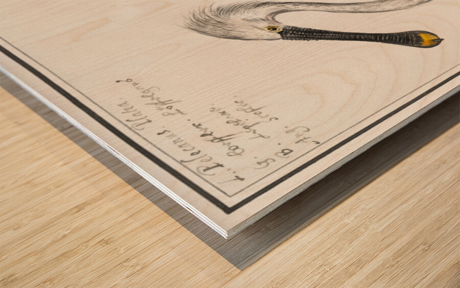 Spoonbill in vintage style Wood print