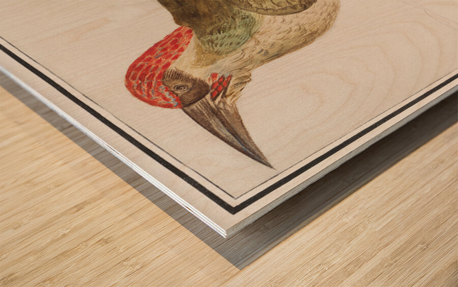 European green woodpecker in vintage style Wood print