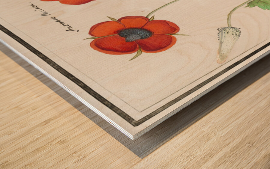 Indian runner duck in vintage style Wood print