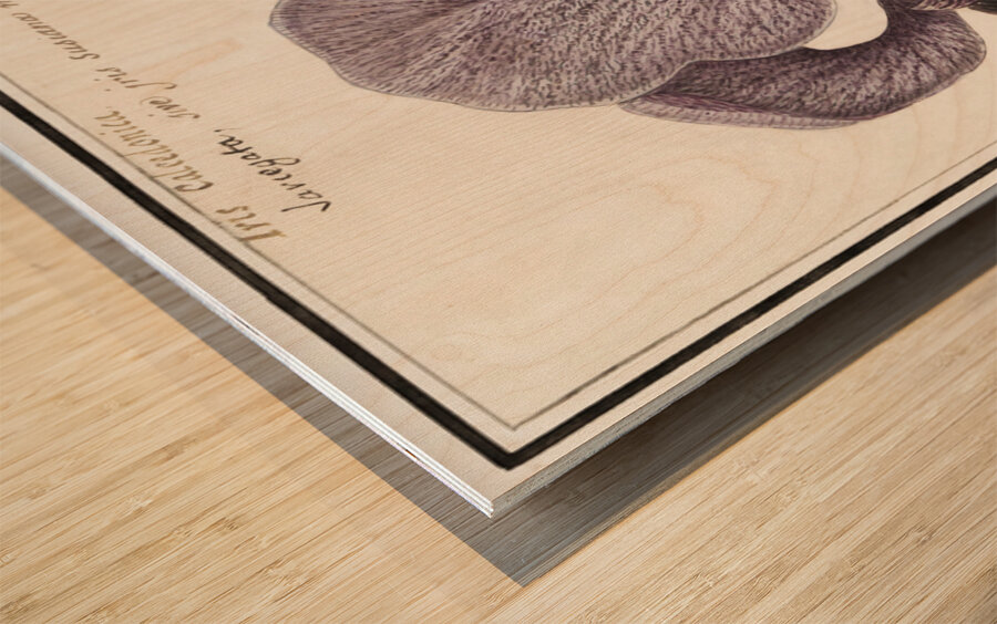 Mourning iris in vintage style Wood print