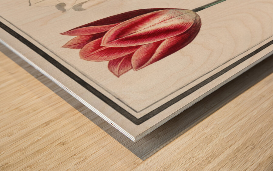 Tulip in vintage style Wood print