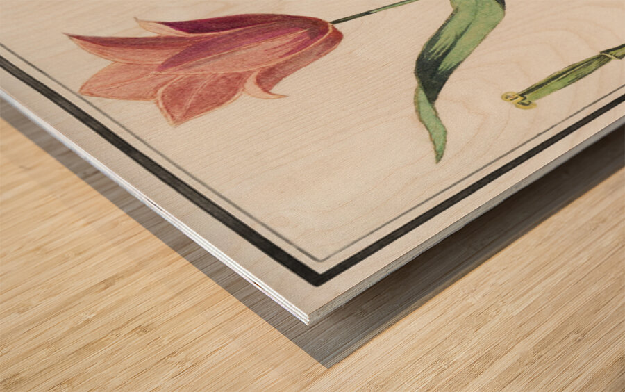 Tulip in vintage style Wood print