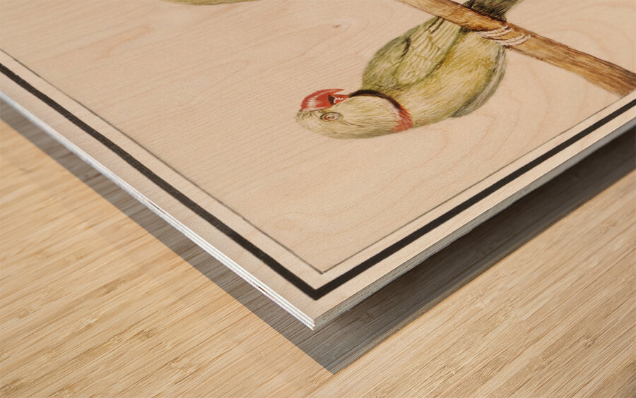 Parakeets in vintage style Wood print