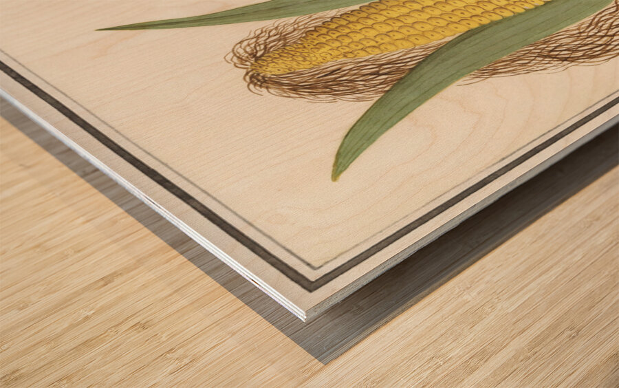 Corn in vintage style Wood print