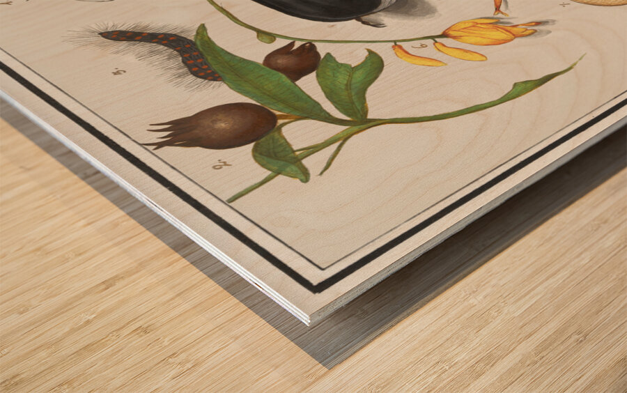 Nature ensemble in vintage style Wood print