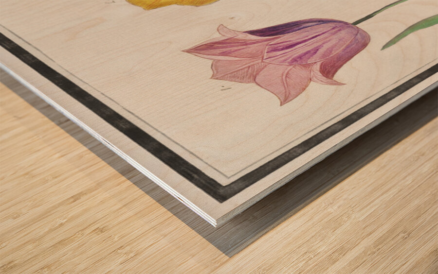 Tulip in vintage style Wood print