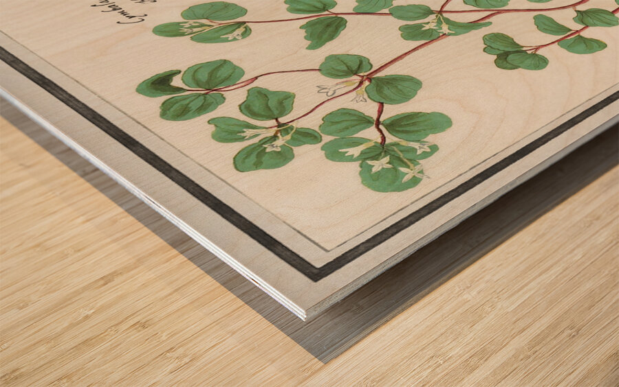 Cymbalaria in vintage style Wood print