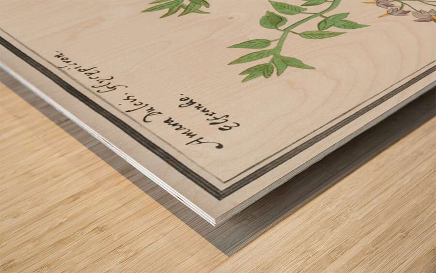 Bitter nightshade in vintage style Wood print